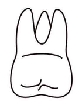 tooth 1