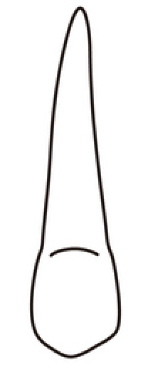 tooth 11