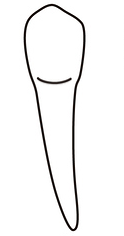 tooth 22