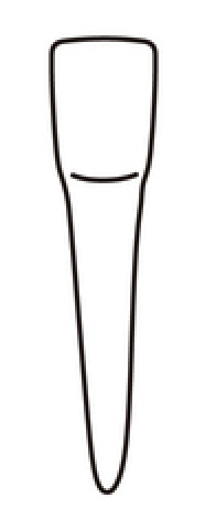 tooth 24