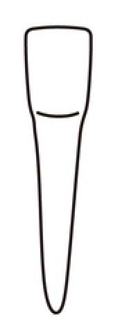 tooth 25