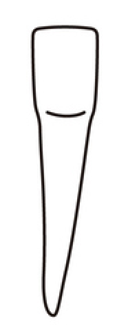 tooth 26