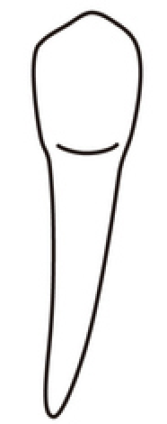 tooth 27