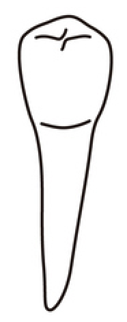 tooth 28