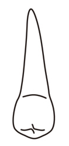 tooth 5