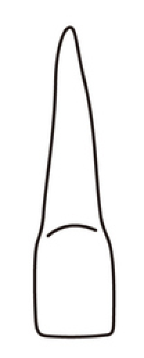 tooth 7
